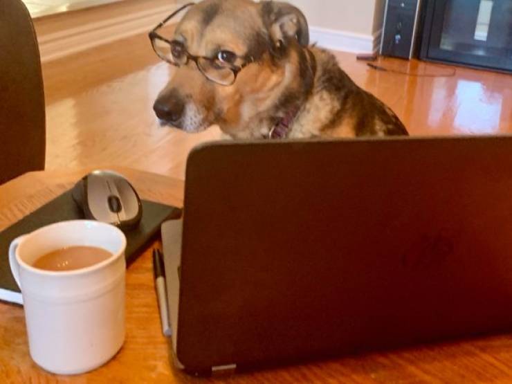Quiet! These Dogs Are Trying To Work!
