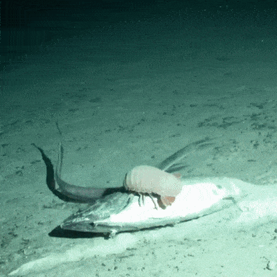 Who lives At The Bottom Of The Ocean?