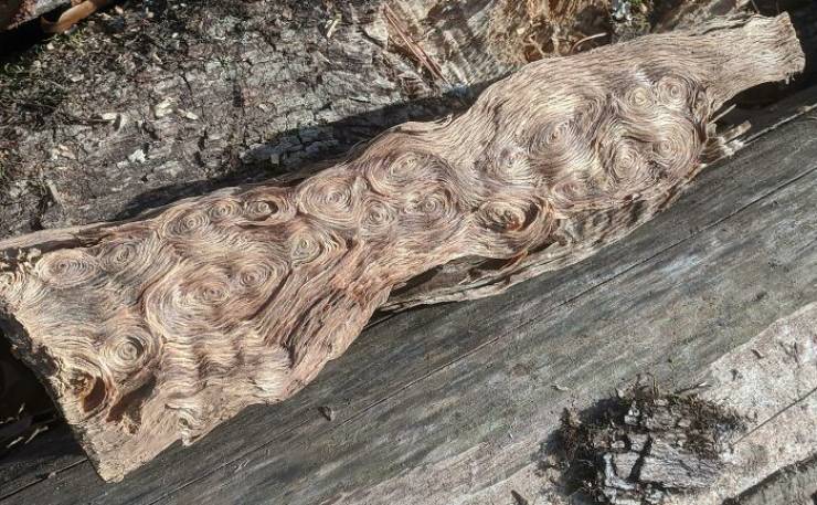 “Mildly Interesting” Things Created By Nature