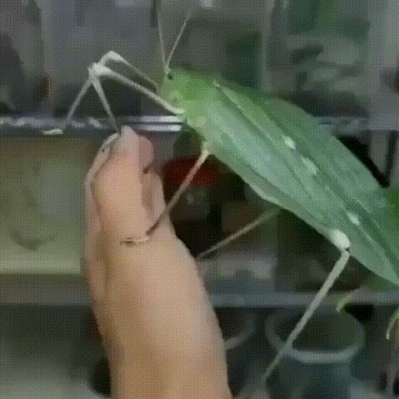 A Cute Little Grasshopper...