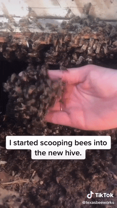 Meet Erika Thompson, The Bee Queen