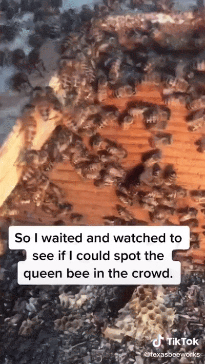 Meet Erika Thompson, The Bee Queen