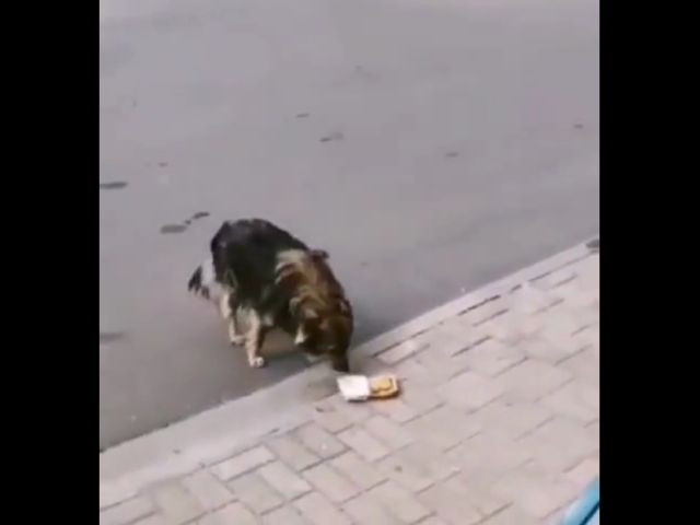 Hungry Stray Dog And Chicken McNuggets