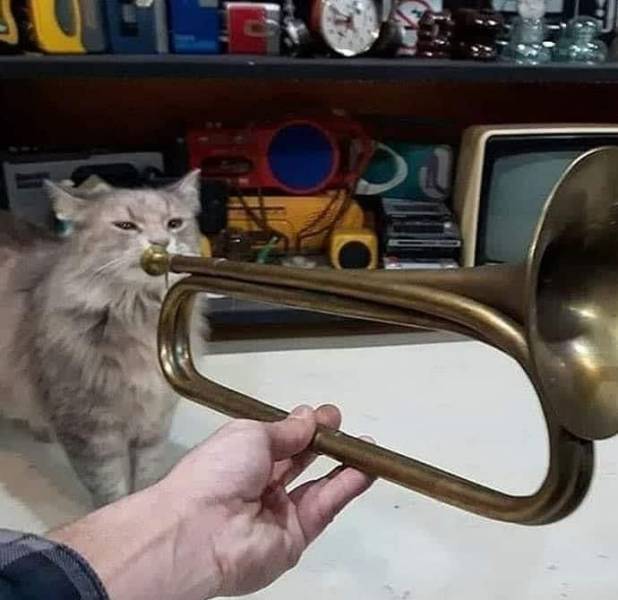 The cat sniffs the trumpet. The cat seems to be playing the trumpet.