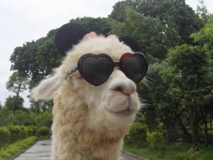 A lama wearing heart-shaped sunglasses.