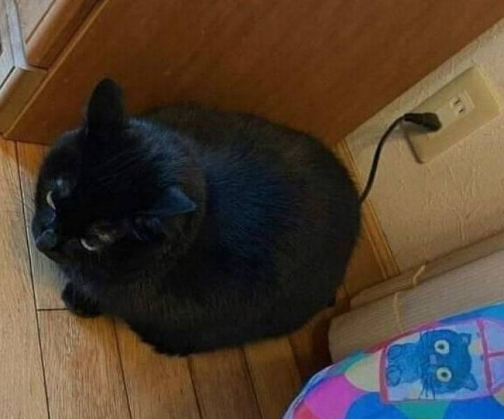 A black cat recharge.