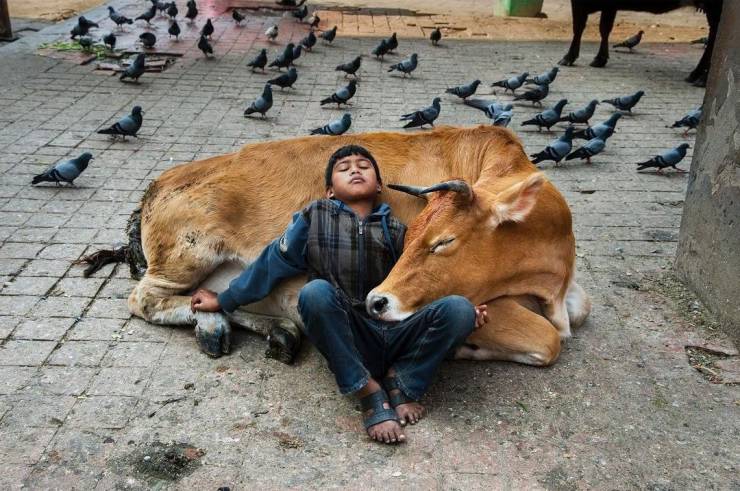 Boy having a rest on a cow surrounded by pigeons.