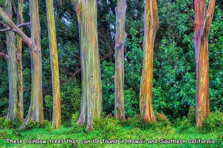 Rainbow eucalyptus trees (Eucalyptus deglupta) can be found in Hawaii and Southern Carolina.