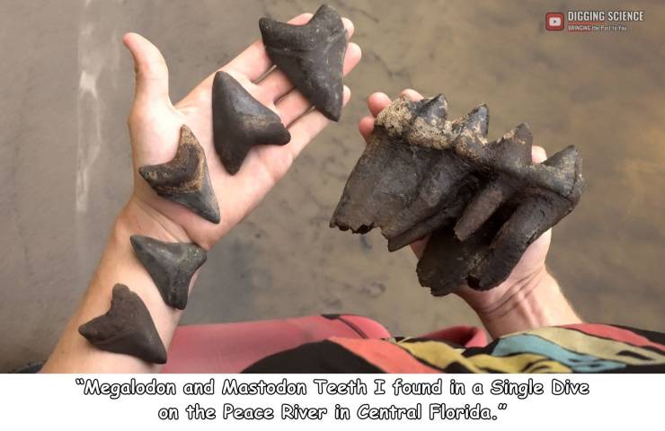 Megalodon and Mastodon teeth found on the Peace River in Central Florida.
