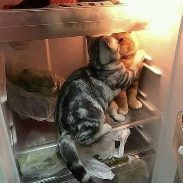 Cats Choosing The Weirdest Places To Chill