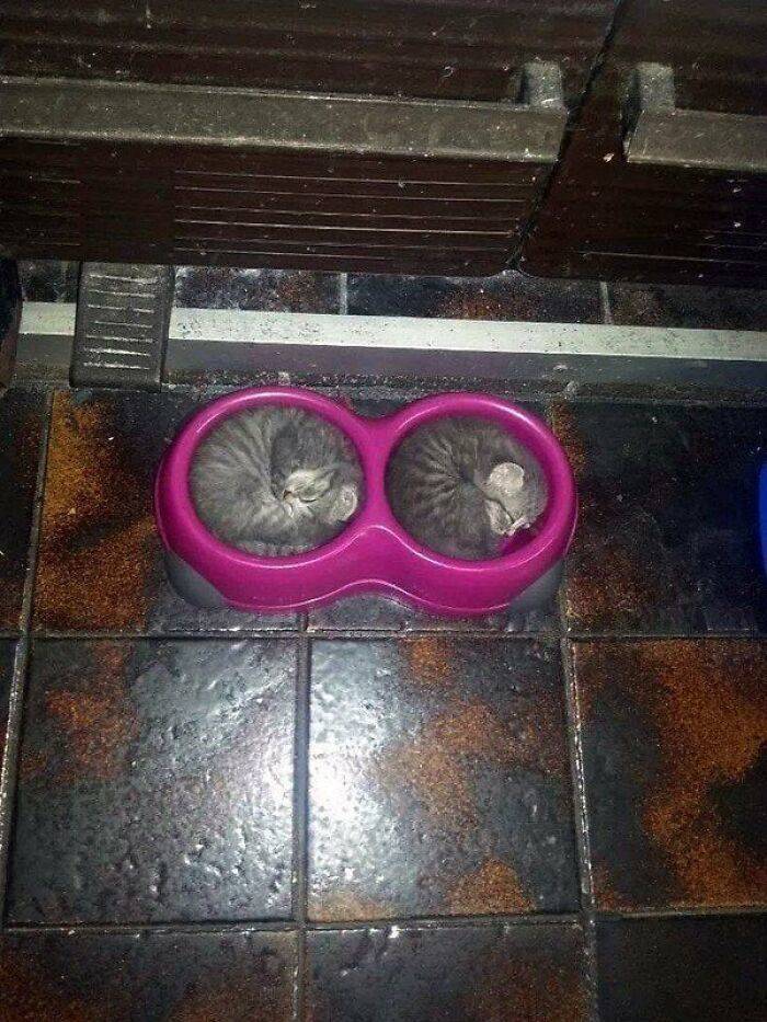 Cats Choosing The Weirdest Places To Chill
