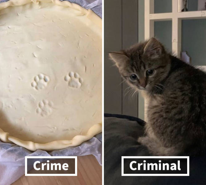 The Crime And The Criminal