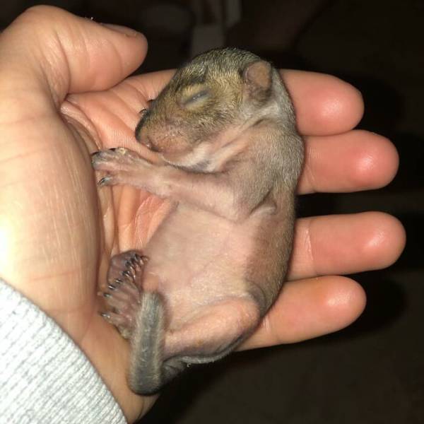 Saving A Baby Squirrel