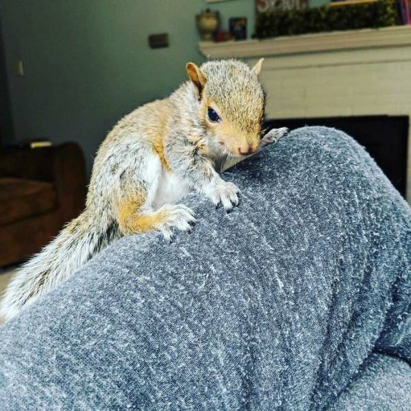 Saving A Baby Squirrel