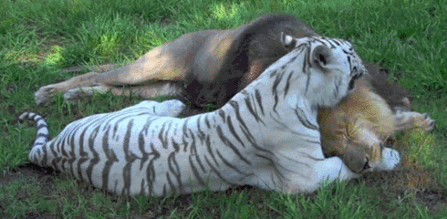 The white tiger licks the lions fur.