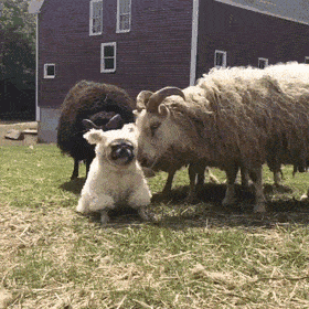A flock of sheep cannot understand why one is not like all. It turns out - this is a pug disguised as a sheep.