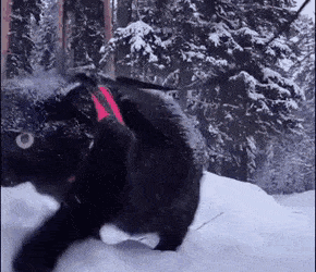 A black cat on a leash walks with its owner through a snowy forest.