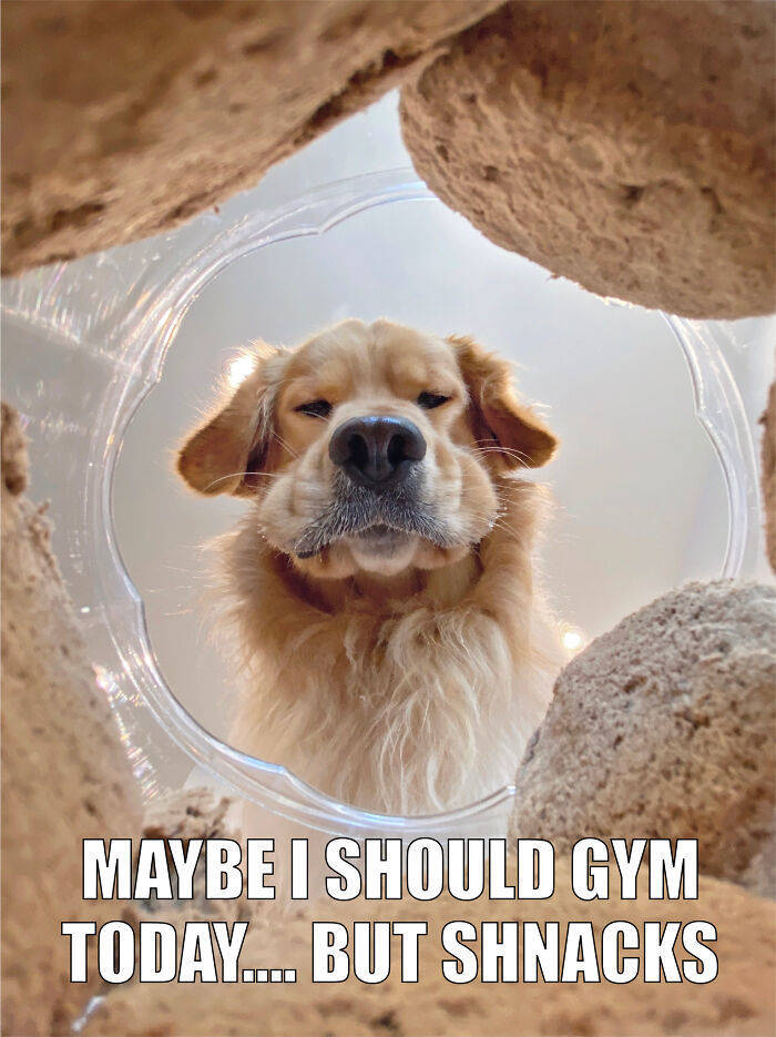 Best Quarantine Pet Memes By “Comedy Pet Photo Awards”