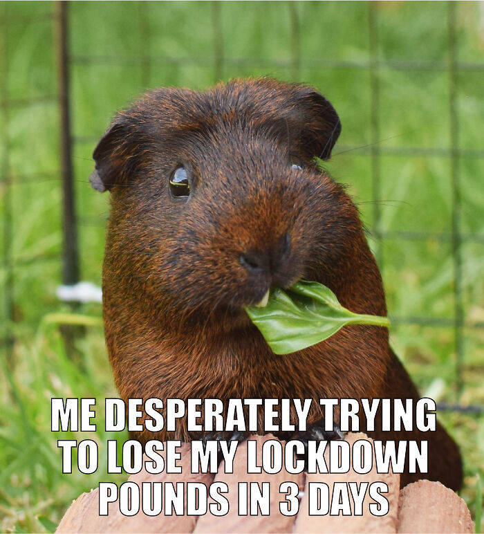 Best Quarantine Pet Memes By “Comedy Pet Photo Awards”