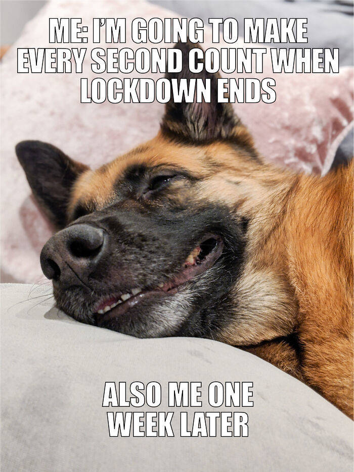 Best Quarantine Pet Memes By “Comedy Pet Photo Awards”