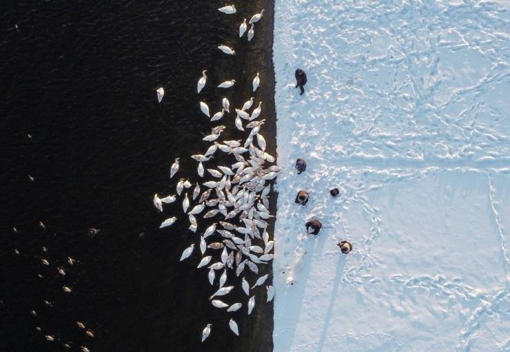 Top view of contrast picture of four men in black standing on white snow and white birds in dark water.