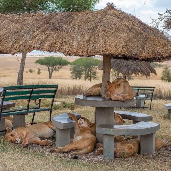 Lions resting under an umbrella on a bench and table.
