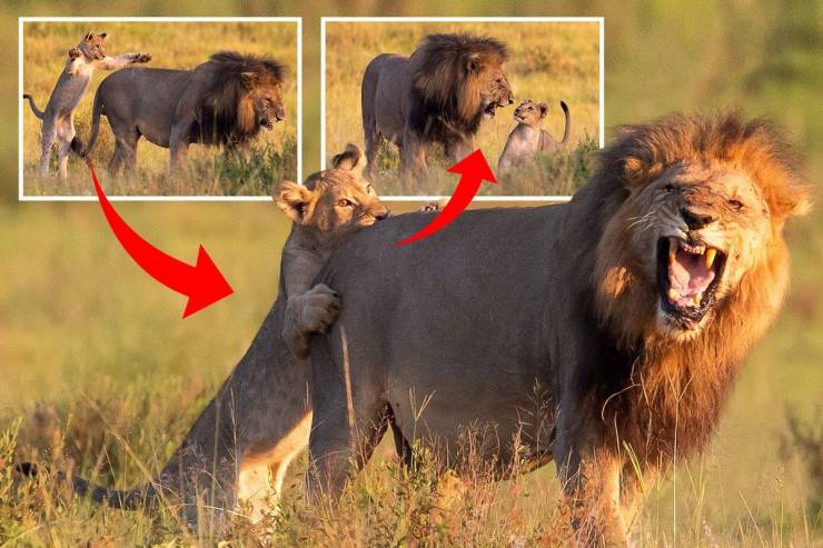 A lion cub attacks an older lion biting his ass.