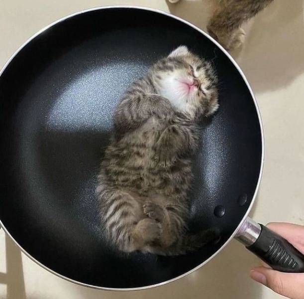 A kitten sleeping in a frying pan.