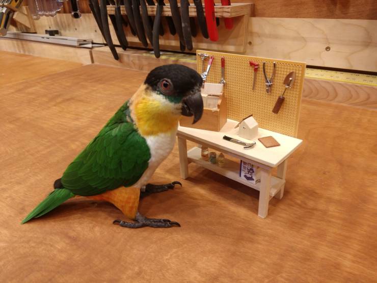 A parrot stays near a miniature tool rack.