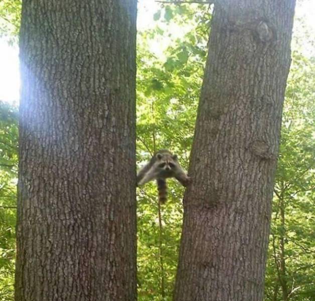 A raccoon hanging between two trees.