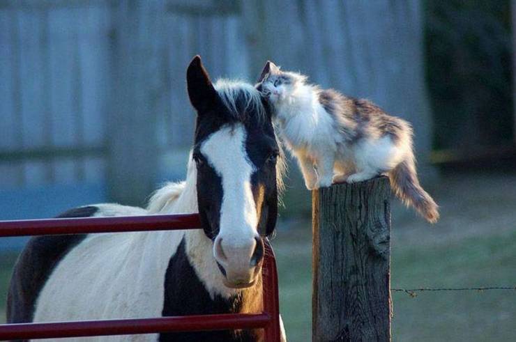 A cat and a horse cuddle together.