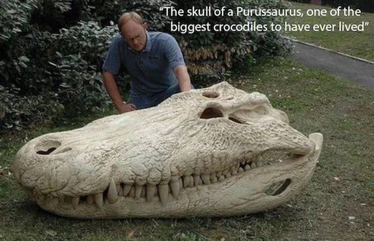 A man standing near the huge skull of a Purussaurus, one of the biggest crocodiles to have ever lived.