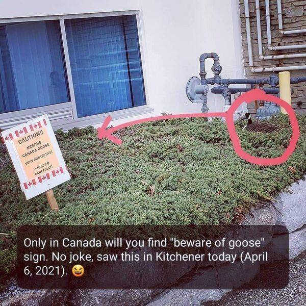A sign saying:" Caution, nesting Canadian goose." and a goose hiding in the kitchen garden.