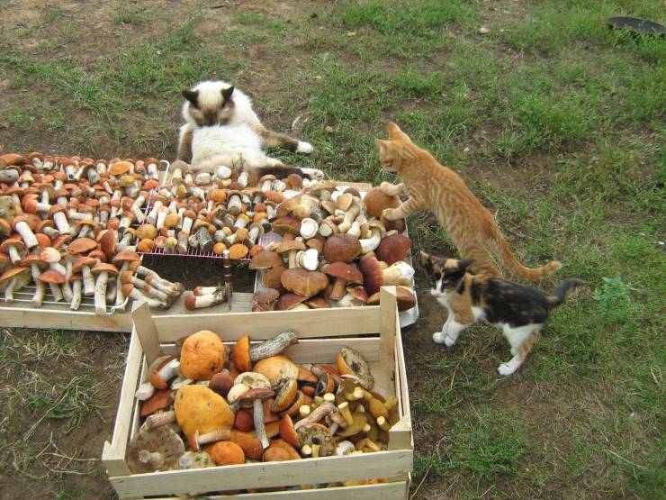 Three cats stay near the boxes filled with mushrooms.