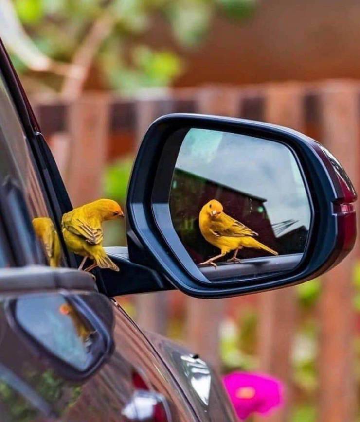 A canary bird posing in a car mirror.