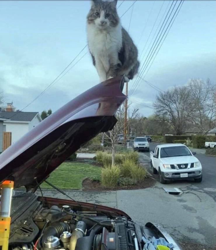 A cat sits on the top of an open car hood.