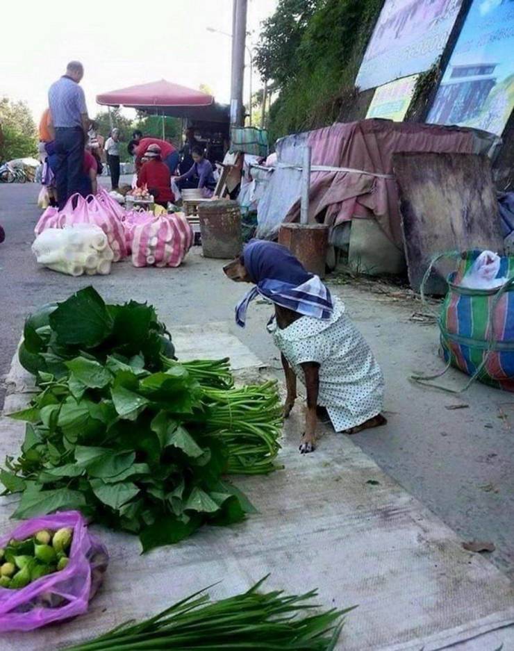 A dog wearing a kerchief looking like a market woman sits in the market and sells plants.