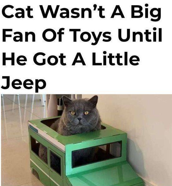 A cat sits in a toy car. An inscription says: "Cat was not a big fan of toys until he got a little jeep."