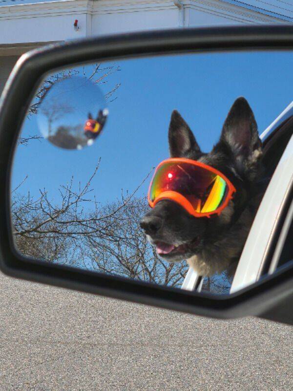A dog reflected in a car mirror wearing funny sunglasses.