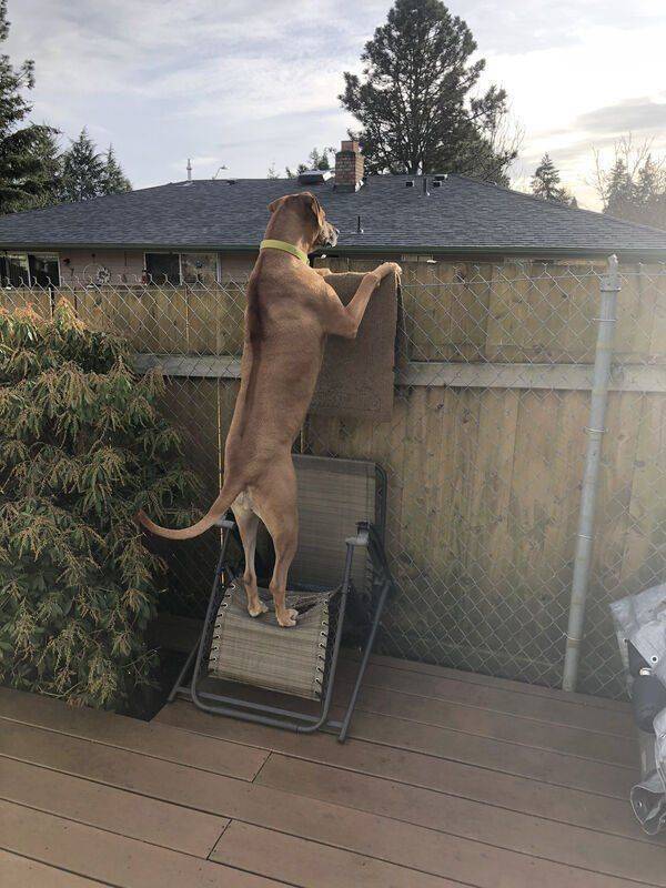 A dog stands on a chair with paws on a fence nicely covered with a rag and watches neighborhood.