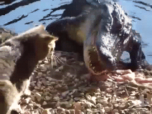A cat plays with a crocodile while it eats.