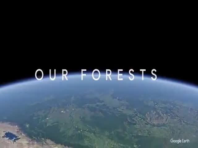 “Google Earth” Shows How Our Planet’s Forests Have Changed Since 1984