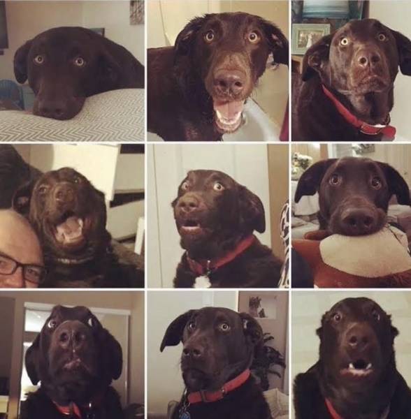 A funny dog with hilarious facial expressions.