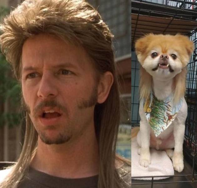 A man with mullets compared to a dog with dog mullets.