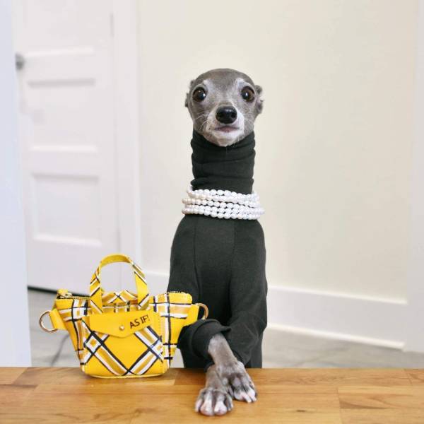 A dog Tika, an Italian fashionista greyhound.