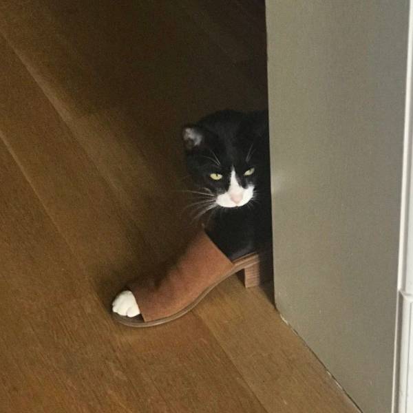 A cat peeping from behind the corner with a foot in a female shoe.
