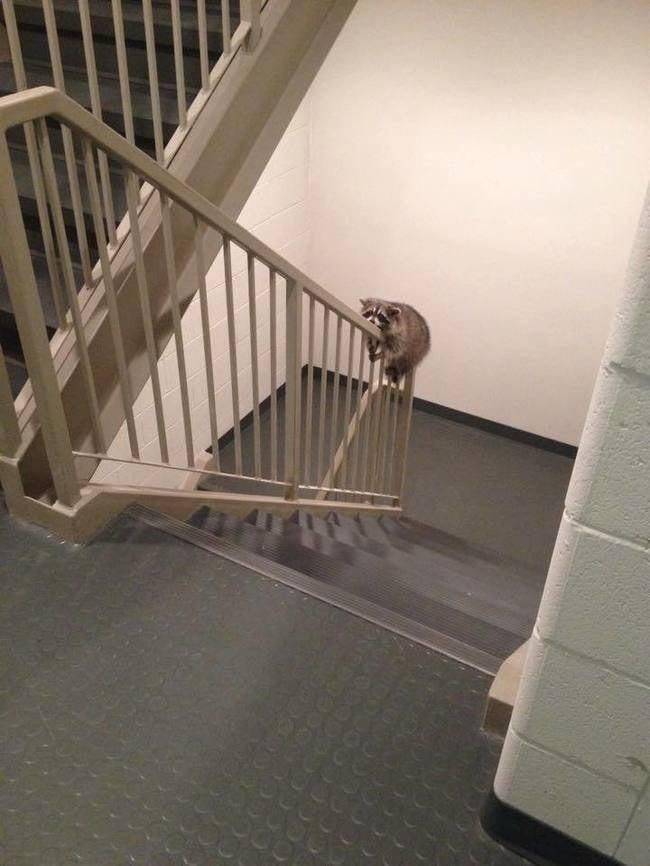 A raccoon hilariously holding to the stair railing.