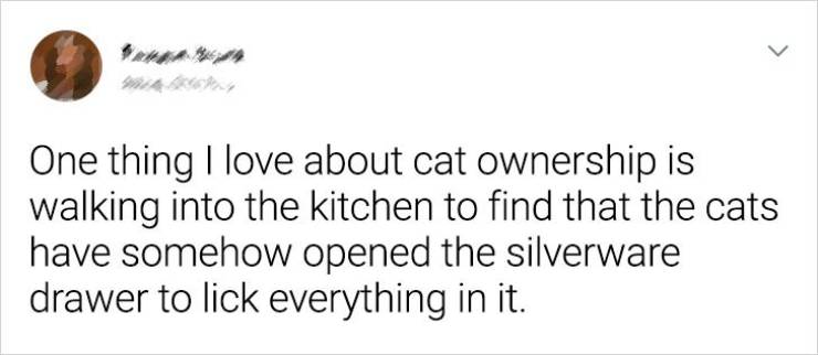 The Life Of A Cat Owner…