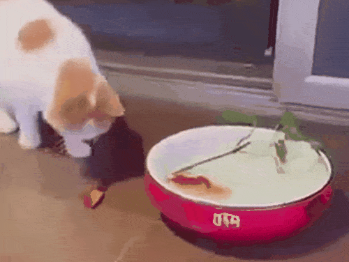 A cat plays with a golden fish lying near bowl. The dog comes, takes the fish, and puts it back.