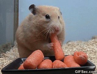 A hamster hides many carrots behind cheek pouches.